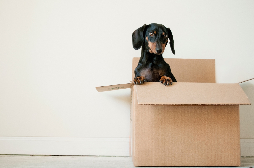 Help Your Pets Make the Big Move