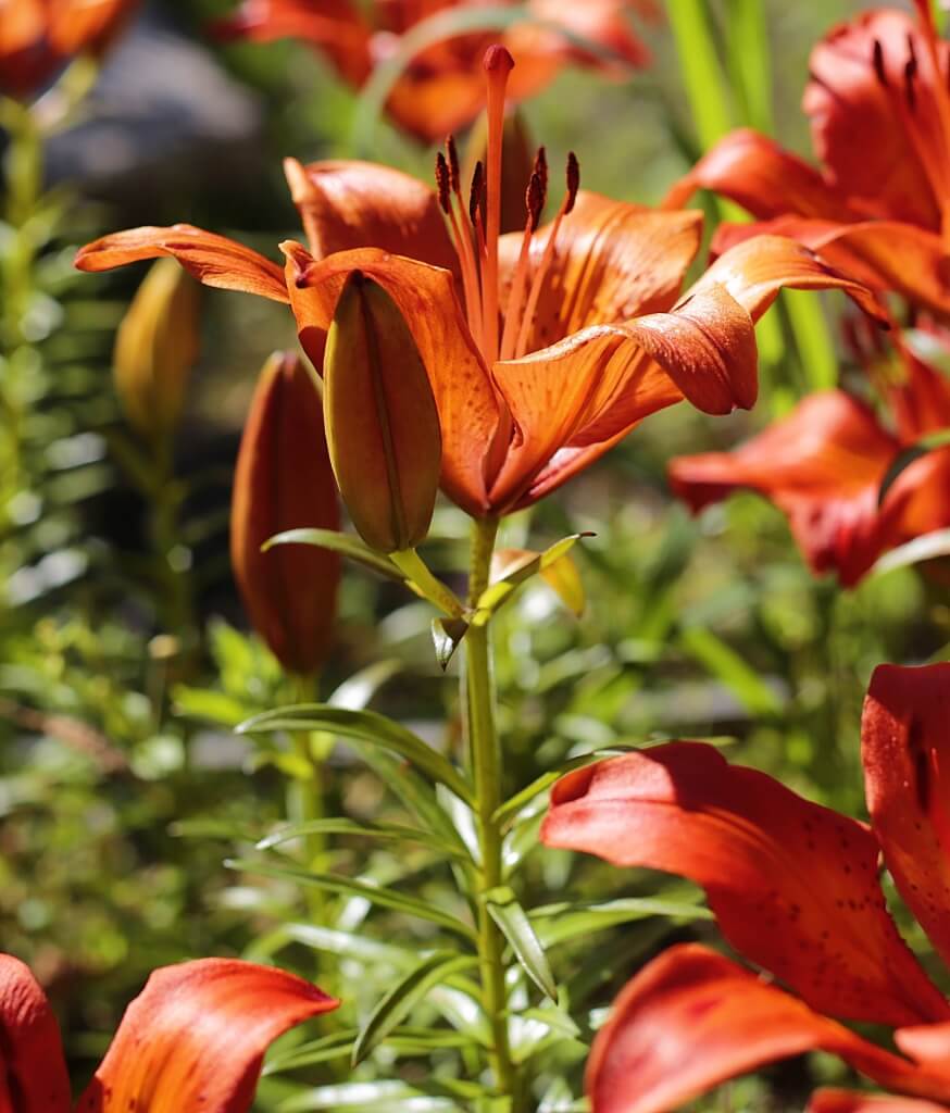 5 Easy Perennial Plants That Add Value to Your Home